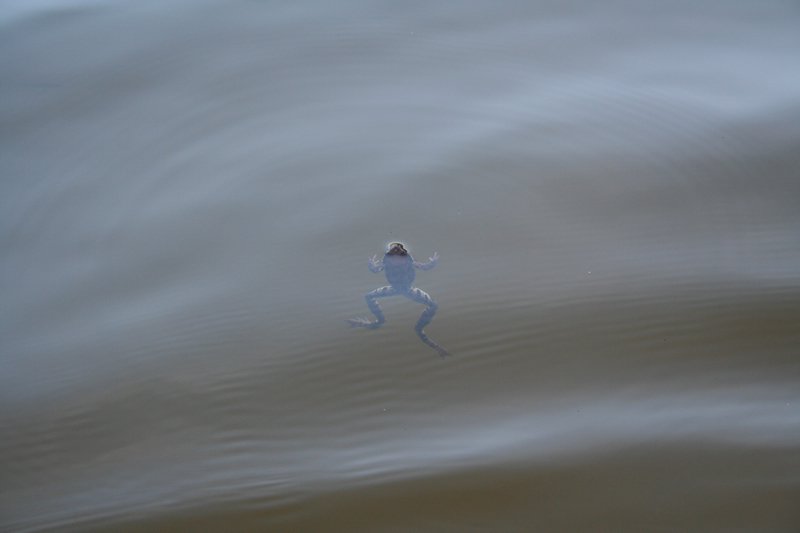 Dzialka-20050814 016.jpg