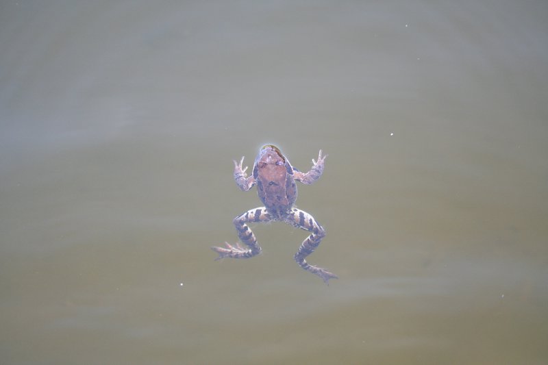 Dzialka-20050814 017.jpg