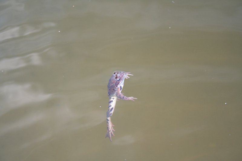 Dzialka-20050814 018.jpg