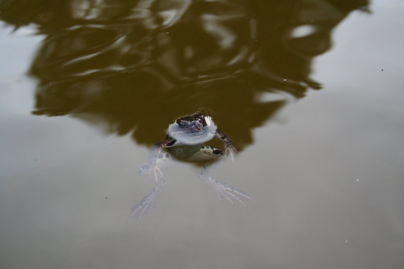 Dzialka-20050814 019.jpg