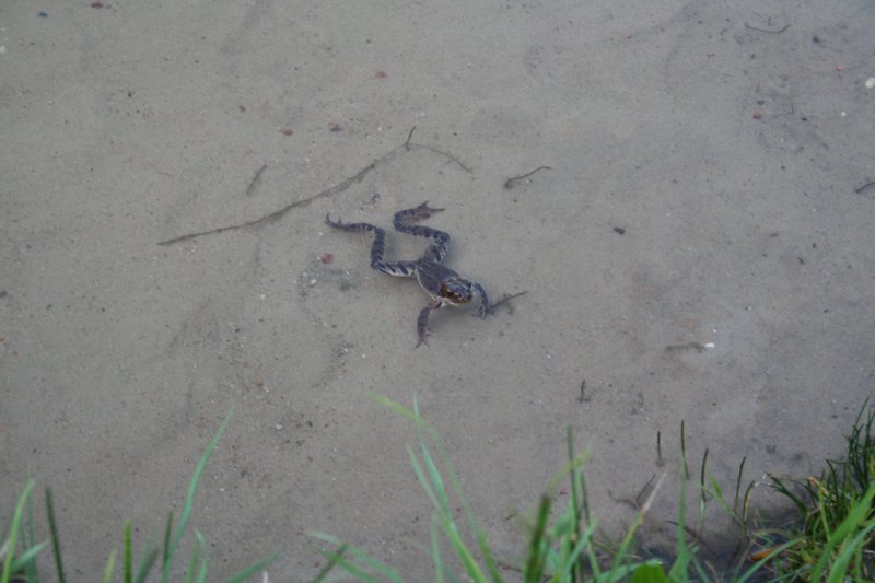 Dzialka-20050814 022.jpg